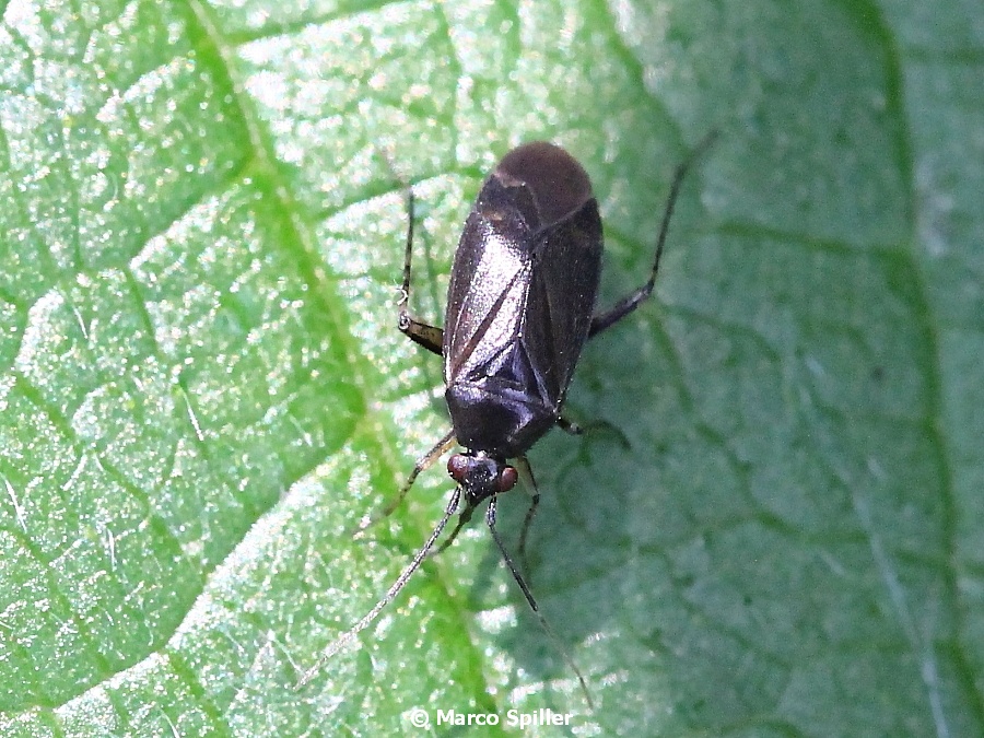 Miridae:   Plagiognathus arbustorum